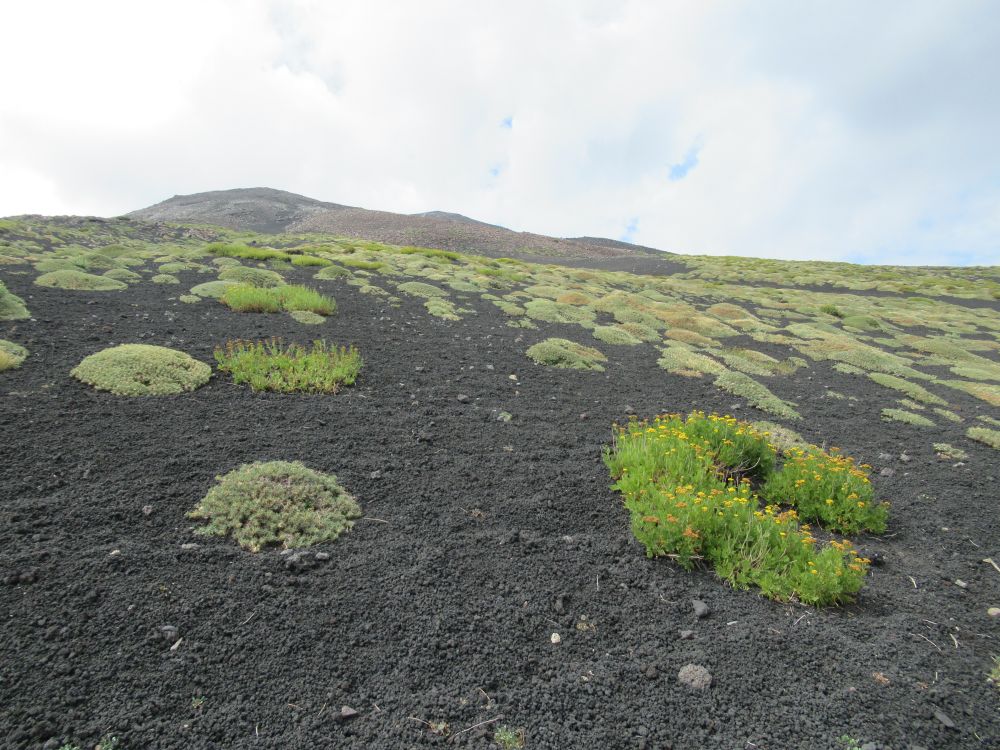 Volcanic Landscapes: Goats of Etna volcano, 07.09.2020