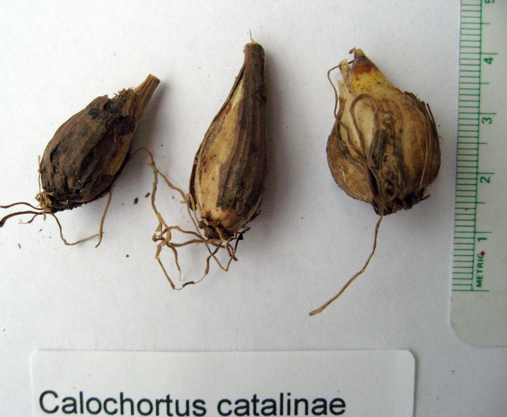 Mother Nature's Backyard A Waterwise Garden Gardening with