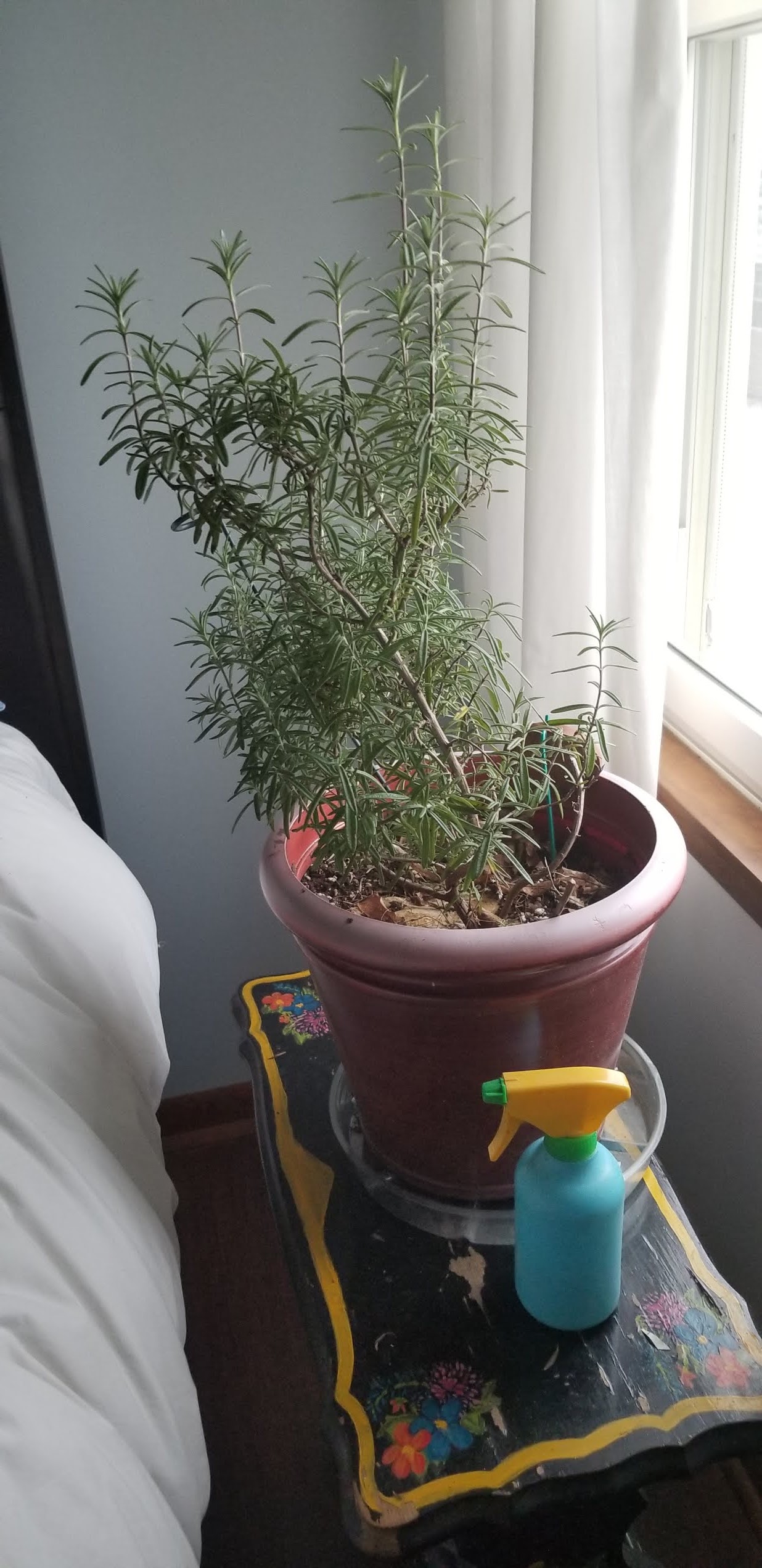 Garden and Life Notes Rosemary Spending the Winter Inside