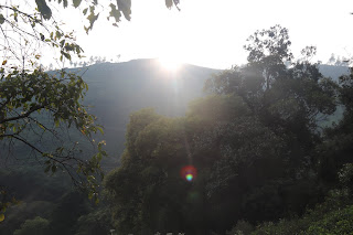 Photo of Among the Gaurs at Kotagiri 60/71 by Balachandra