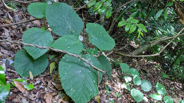 Жалящее деревo (Dendrocnide moroidea)