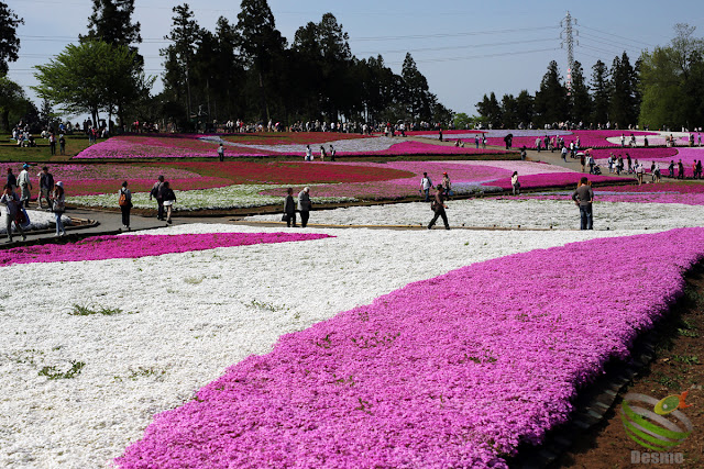 秩父 羊山公園の芝桜