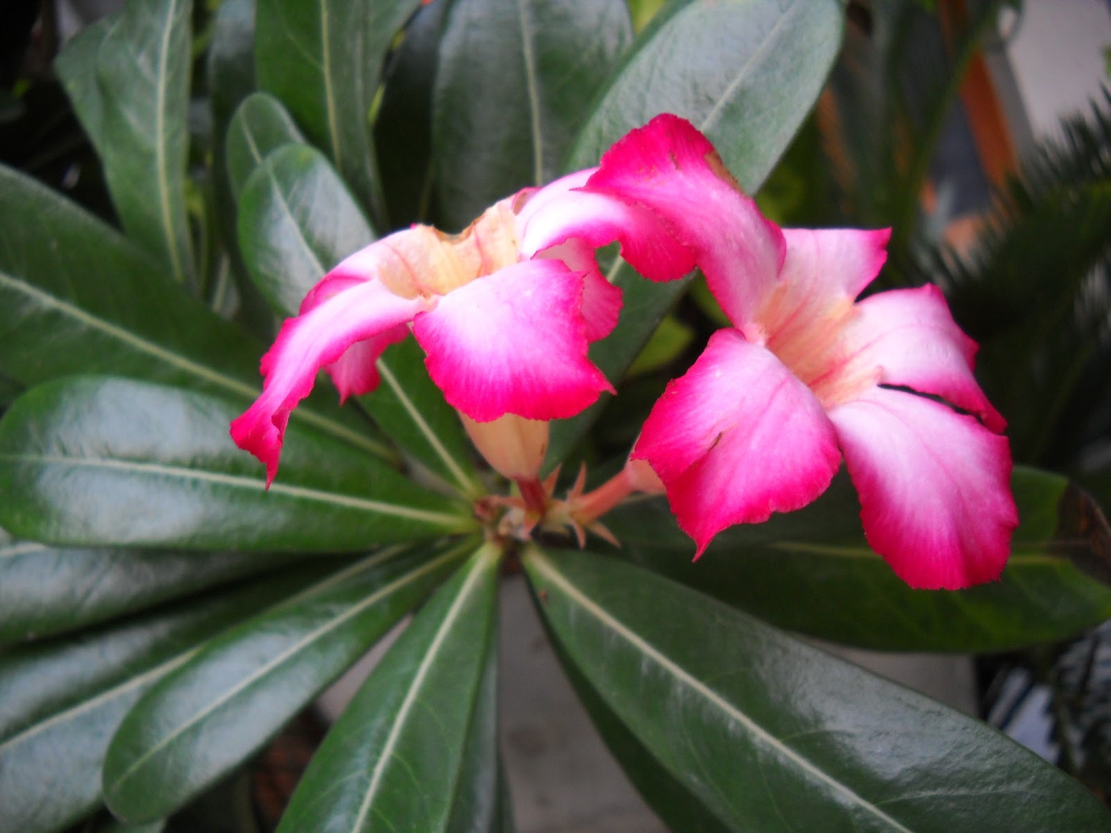 garden plants nursery Green Ahmedabad