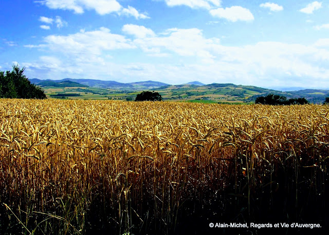 paysage d'été, blé