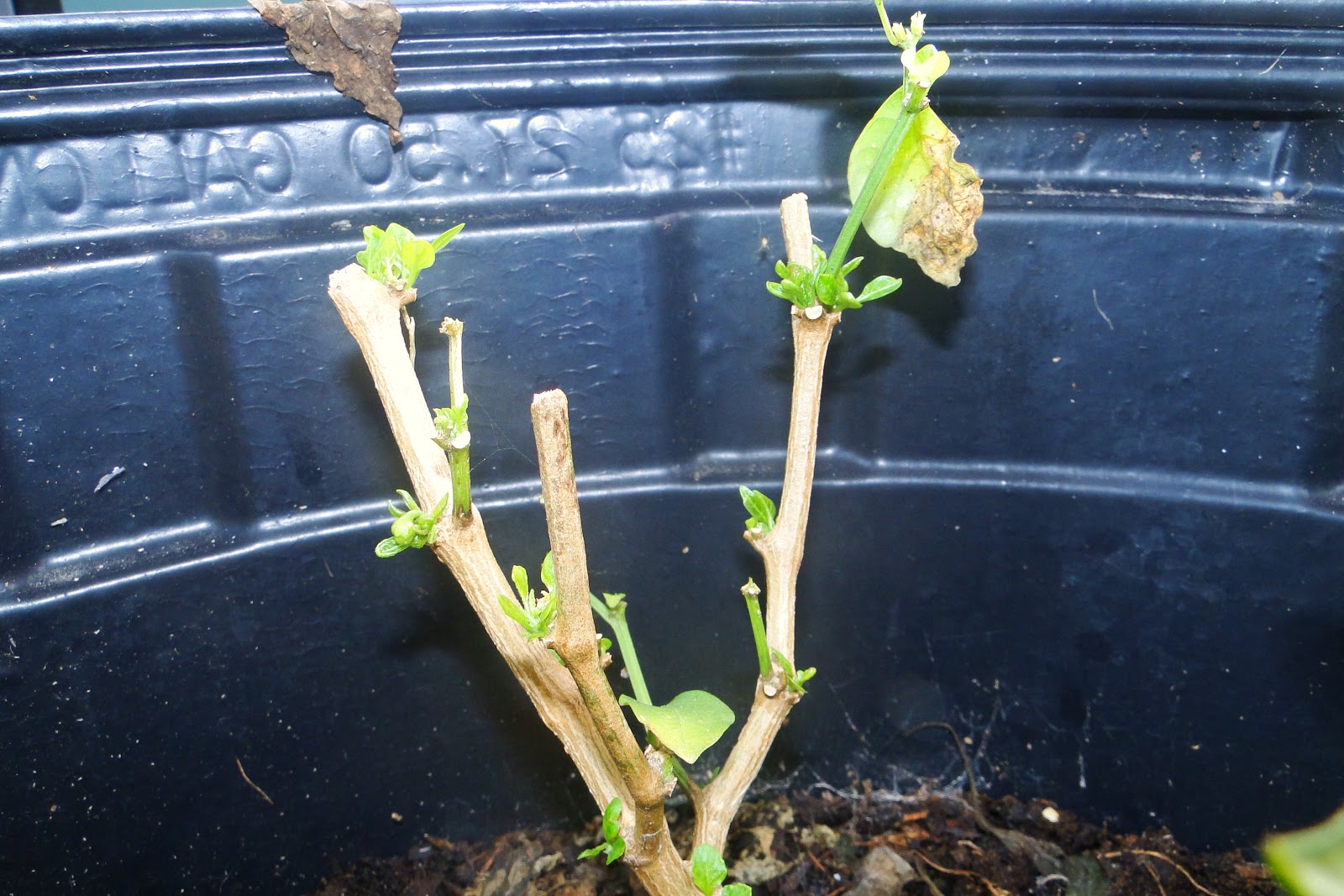 Alejandro Pepper Farm Pruning Back Pepper Plants