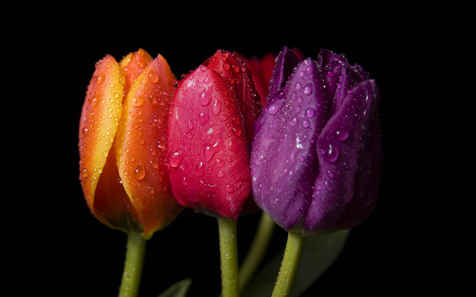 tulip flowers pictures