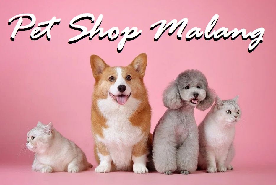Rekomendasi Pet Shop Malang Murah Lengkap Daftar Alamat Telepon