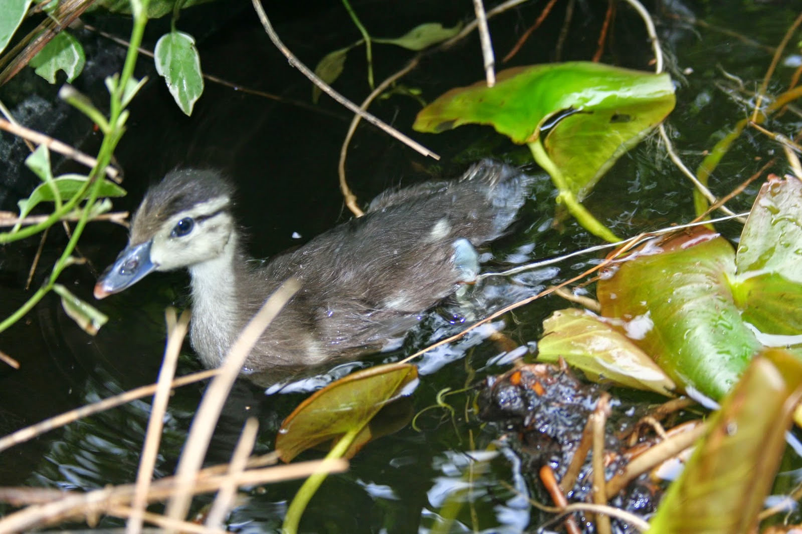 Baby wood ducks: an unexpected catch - FISHBIO