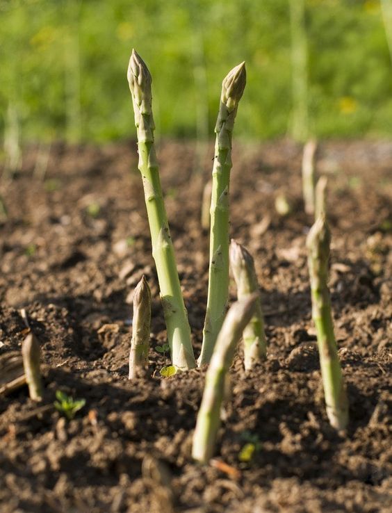 High Prairie Farmgirl Today in the Garden Asparagus and Strawberries