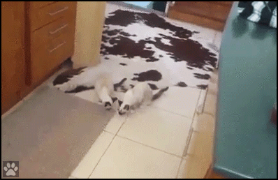 Funny Cat GIF • 2 curious Kittens get startled by a sneak carpet attack. Haha, cat reflexes are so funny Funny Cat GIF • 2 curious Kittens get startled by a sneak carpet attack. Haha, cat reflexes are so funny