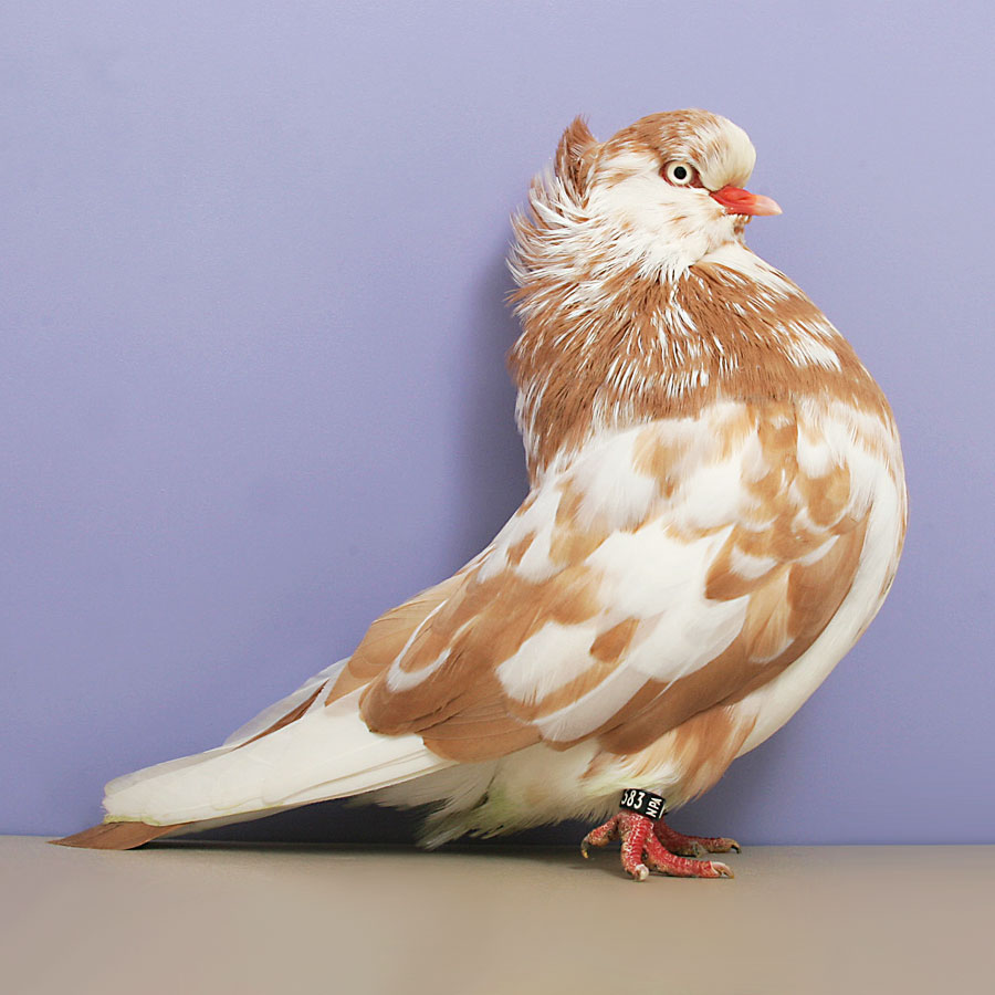 American Domestic Show Flight Pigeons fall