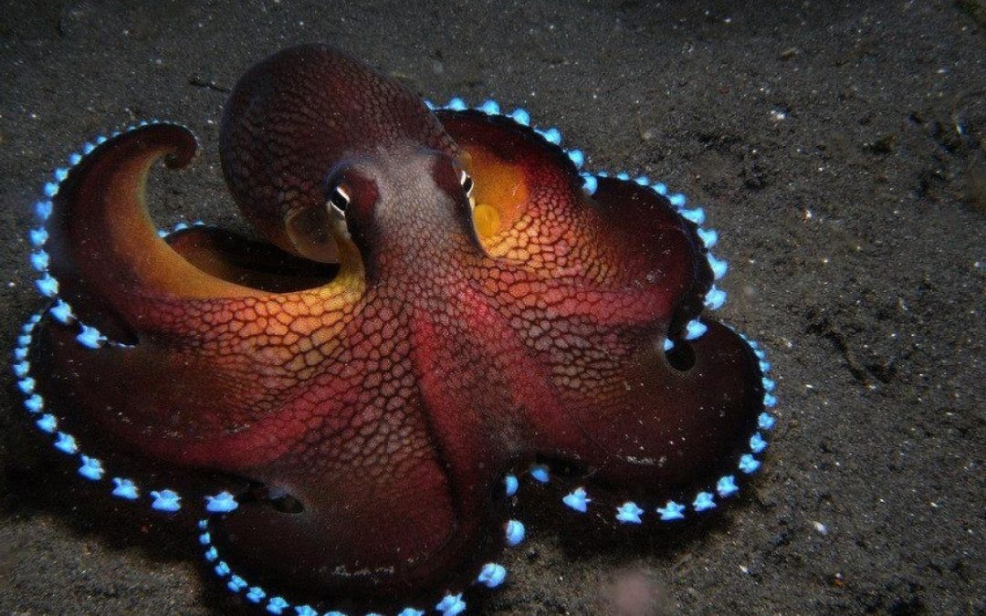 LOS CEFALÓPODOS QUE EDITAN SU ARN