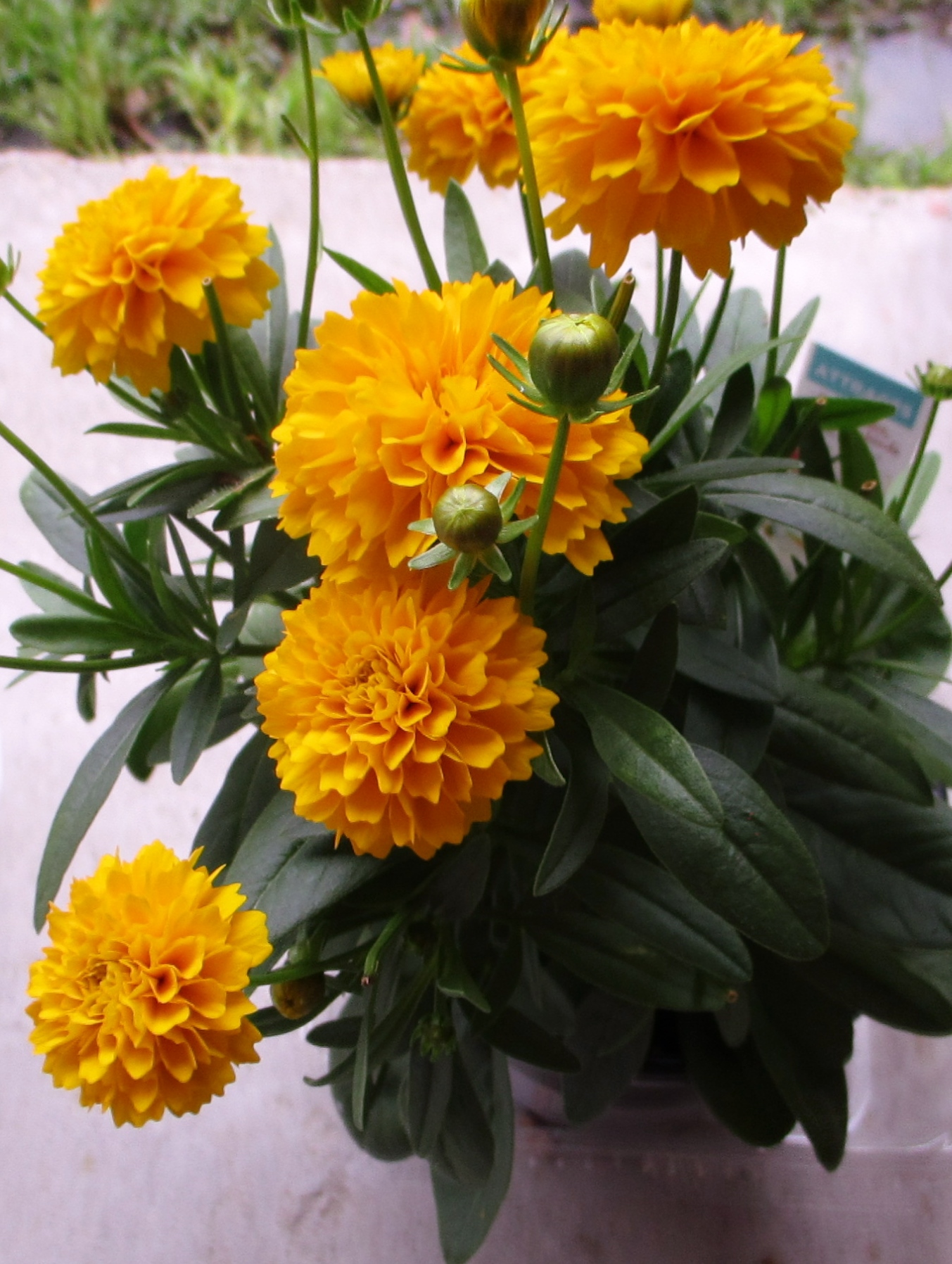 Butterfly Beautea How To Revive Withered Flowers