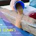 Docucine: Documental Imagine Elephants, un experimento sobre el juego en la Infancia
