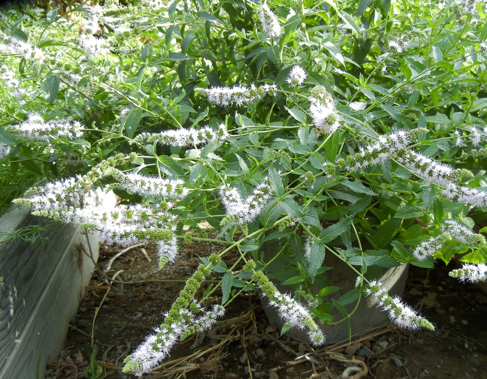 Photographing Flowers Herbs in the Flower Garden