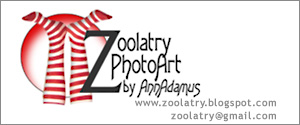 Blog Design by Zoolatry