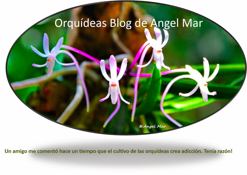      Orquídeas Blog de Angel Mar