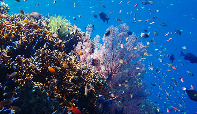 Pulau Menjangan Bali