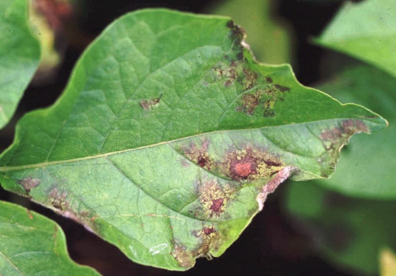List of Fungal Diseases