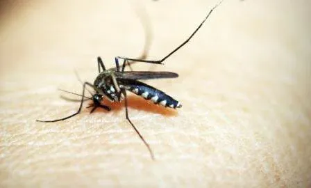 6 mosquito control measures in community integrated vector management