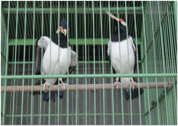 Cara Membedakan Jalak Suren Jantan dan Betina Tips Gacor