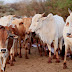 Livestock thieves go hi-tech, now incapacitating herders with suspected Scopolamine