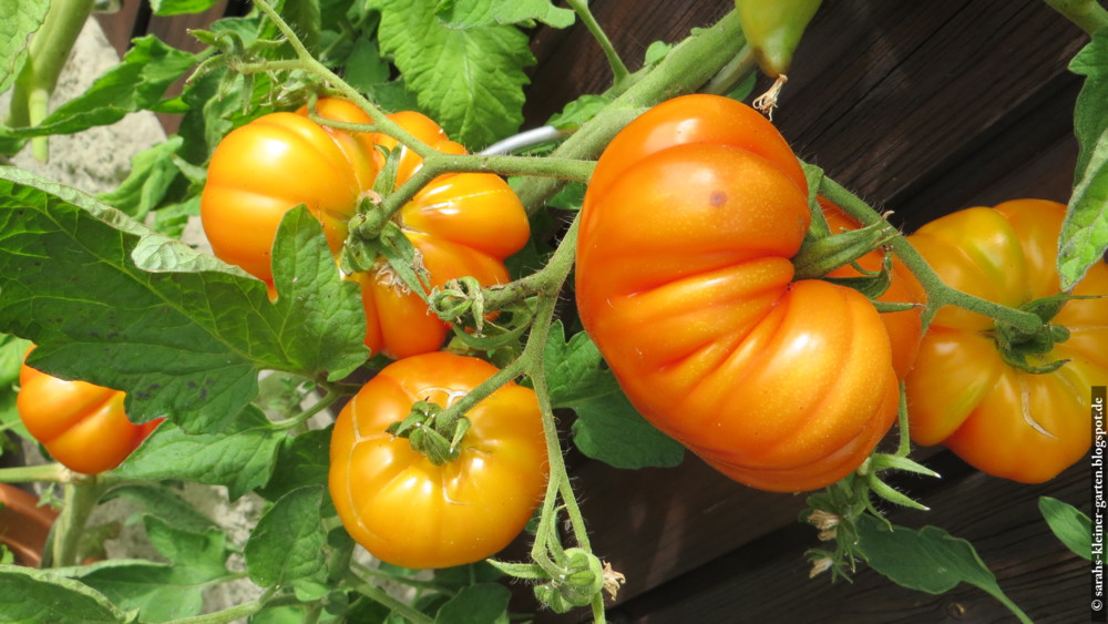 Meine Kleine Welt Tomaten 2015