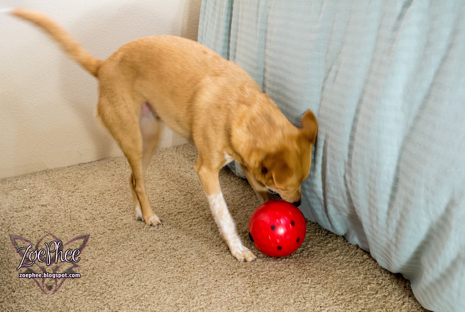 ZoePhee Keep Your Dog Mentally Stimulated with the Buster Treat Ball