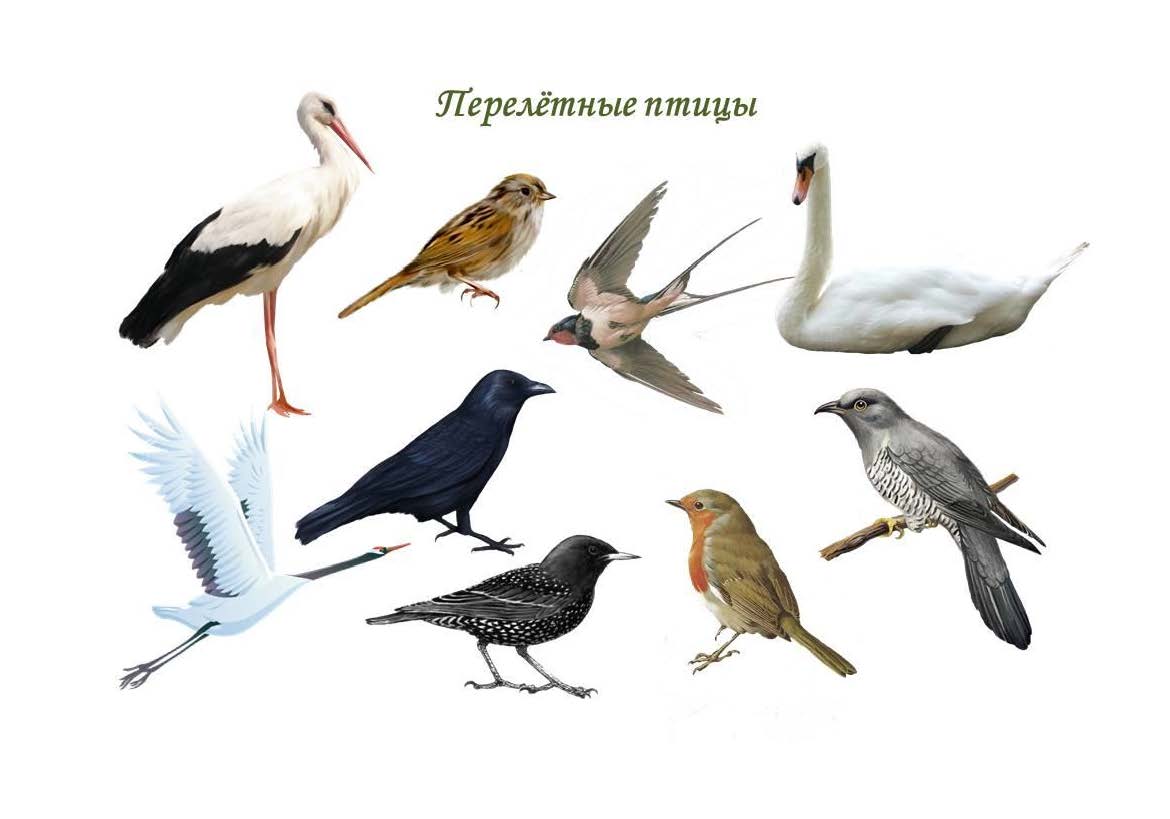 Знакомство С Перелетными Птицами В Средней Группе