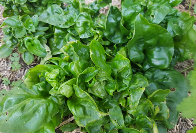 Sayur Bayam Brazil Cara Penanaman Dan Khasiatnya Blog