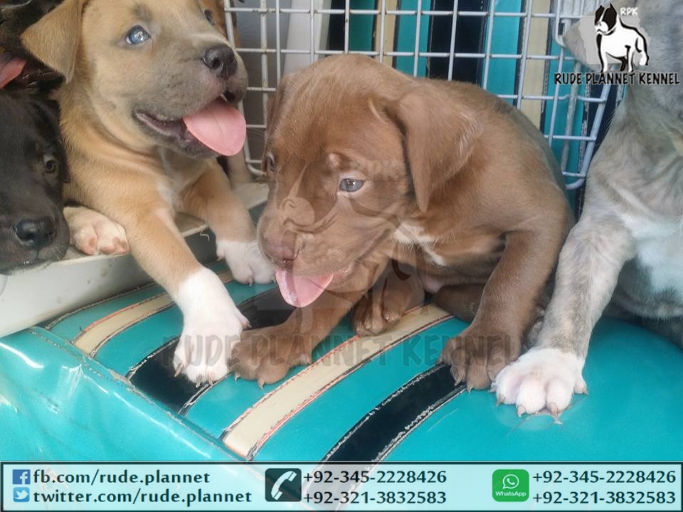 rude plannet kennel rpk