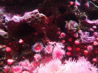 Fish hiding in pink coral