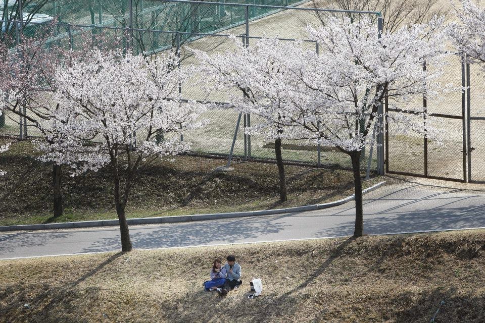 Ngắm hoa anh đào tại Đại học Myongji