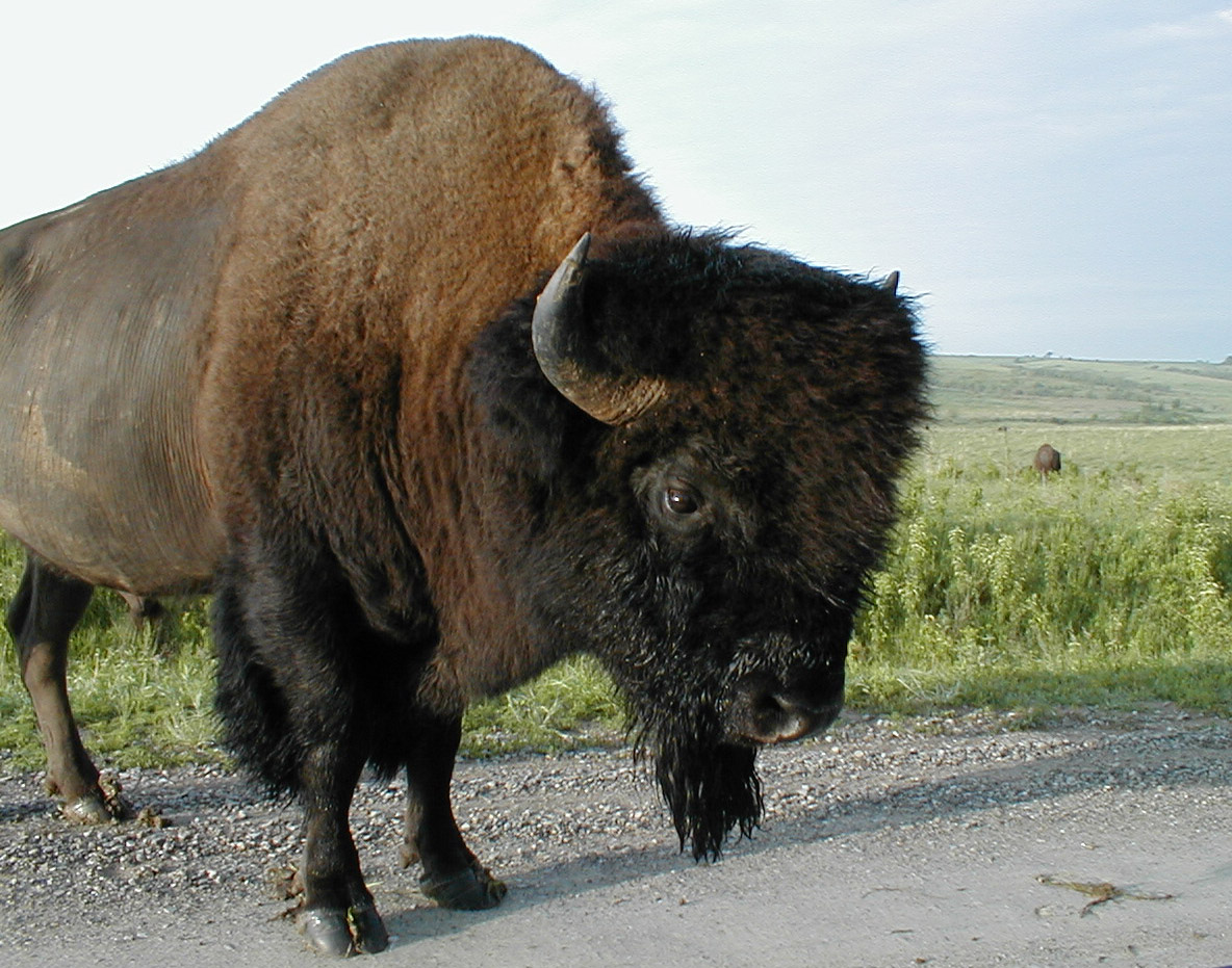 Welcome To Fun2shh World: Latest Bison Animal Wallpapers Download For Free