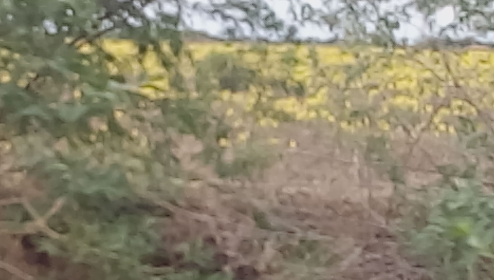 SRI BALAJI REALS Rs 1 lakh per Acre land for sale in Tuticorin District Tamilnadu