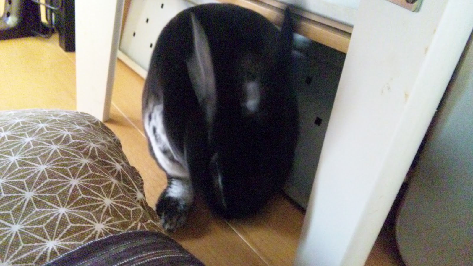 うさぎドロップキック低空式 モモタスのこだわり