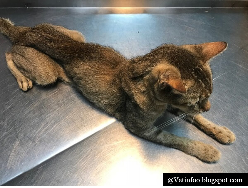 10 MOST COMMON CAT DISEASES