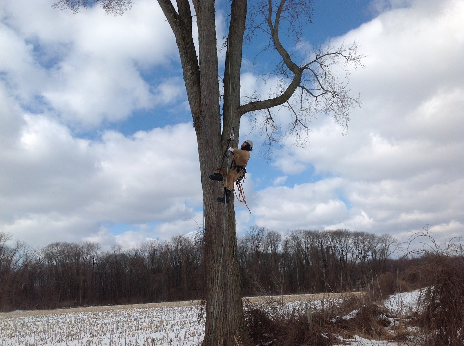 Hilltown Tree and Garden LLC: Elm Project with The Nature Conservency