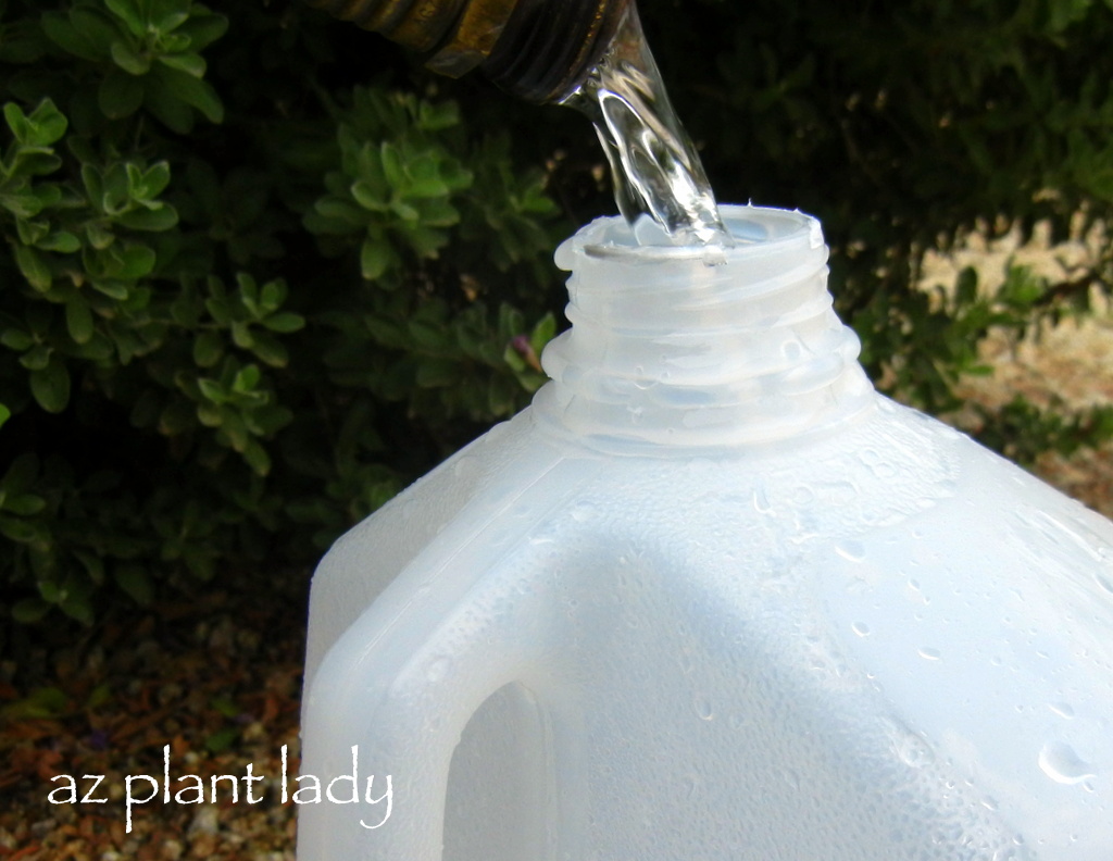 DIY Garden Portable Drip Irrigation With a Recycled Milk Jug