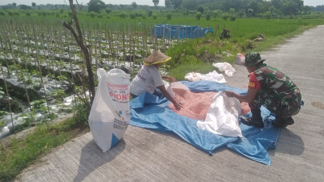 Cara Pemupukan Padi yang Tepat untuk Optimalkan Hasil Panen Cara Pemupukan Padi yang Tepat untuk Optimalkan Hasil Panen