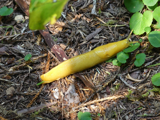 bright yellow giant slug