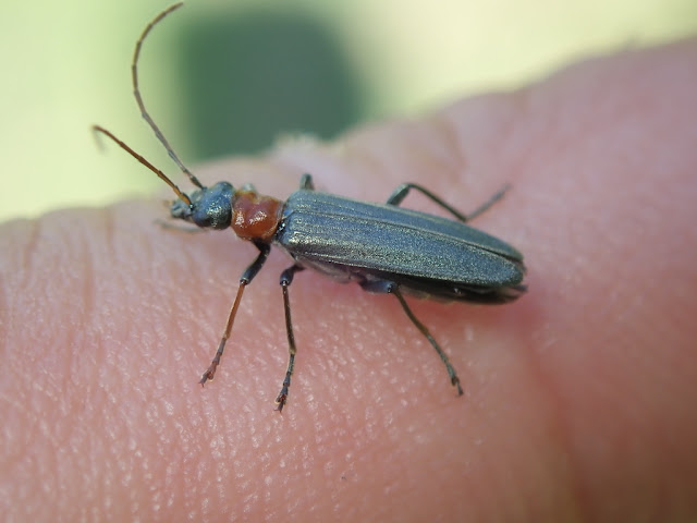 Oedemera croceicollis Oedemera croceicollis