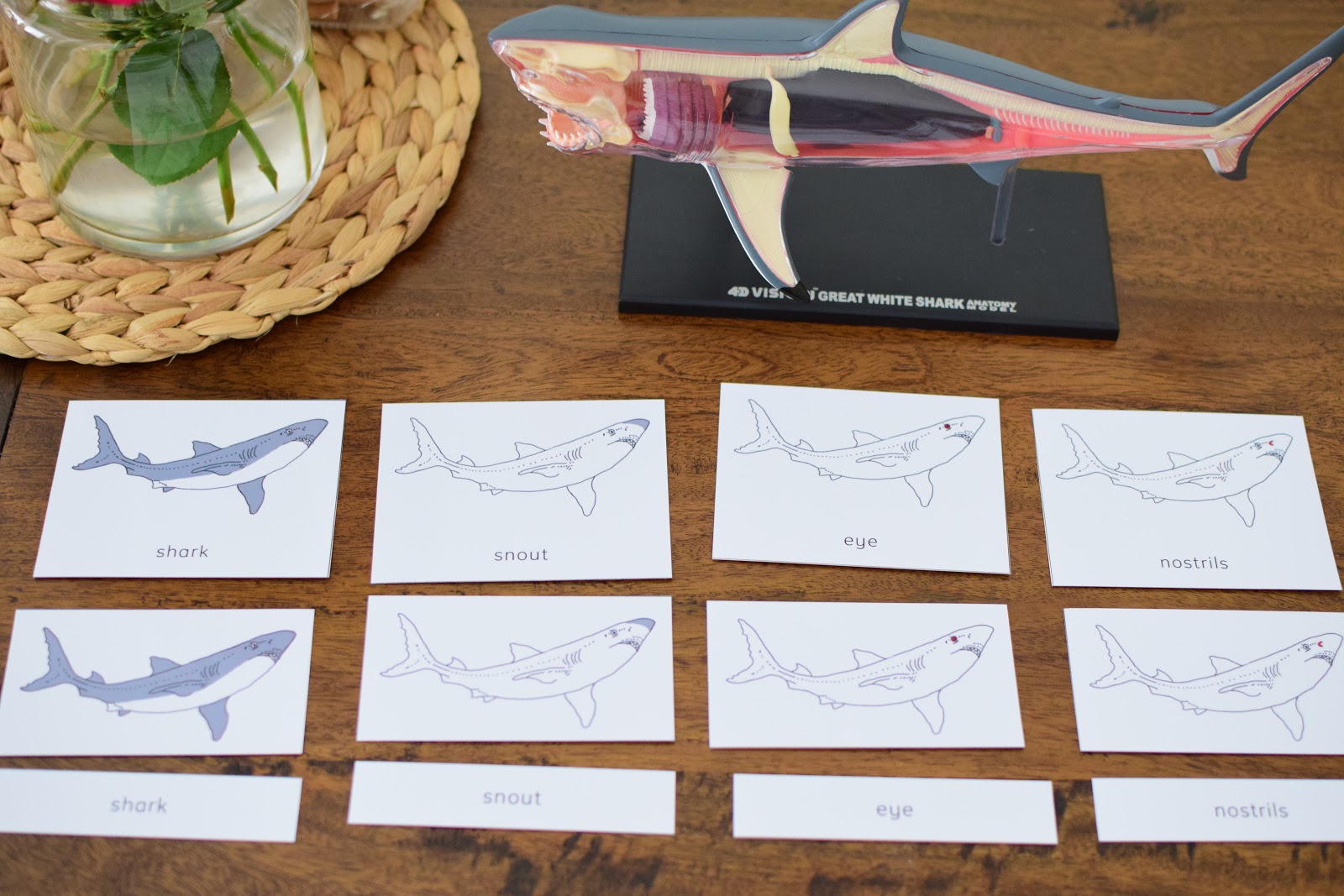 Learning About Sharks for Kids | The Pinay Homeschooler
