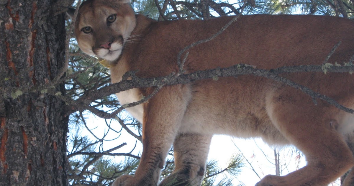 Mystery Cats NEWSLINK Controversy rages over reported mountain lion