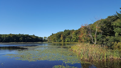 invasive species in the water at DelCarte