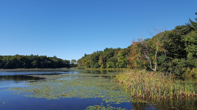 invasive species in the water at DelCarte