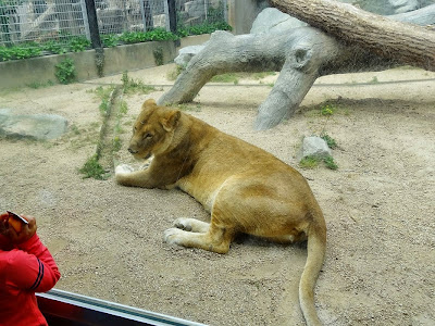 神戸市立王子動物園　ライオン