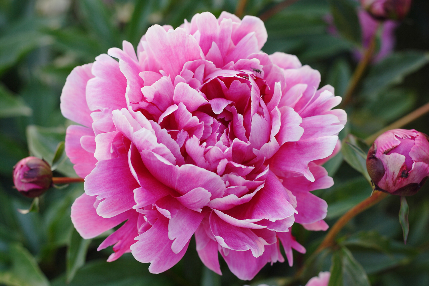 Pinkish Lady Hati Berbunga Bunga Sumber Pakcikgoogle Gambar