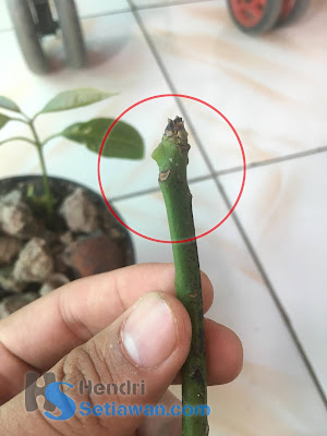Cara Sambung Pucuk Pohon Mangga yang Masih Kecil | Grafting Cara Sambung Pucuk Pohon Mangga yang Masih Kecil | Grafting