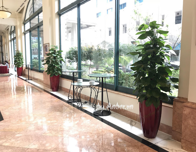 chậu cây trầu bà cột